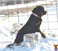 rottweiler puppy posted by VON SCHINDLER